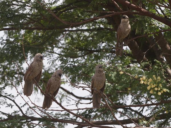 <h3><a href="/trips/tanzania/biota/animalia/chordata/aves/040 passeriformes/091 leiothrichidae/turdoides sharpei/turdoides sharpei-nl.html">Turdoides&nbsp;sharpei</a> / Black‑lored&nbsp;babbler / Taborababbelaar</h3>OM-1 Mark II met OLYMPUS M.150-400mm F4.5, 1/2000 sec  bij F4.5, ISO 640, afstand 27.7&nbsp;m